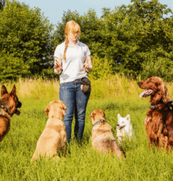 Professional Dog Trainers Program Level 1