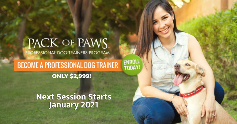 paws dog training