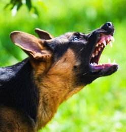Professional Dog Trainers Program - Aggression