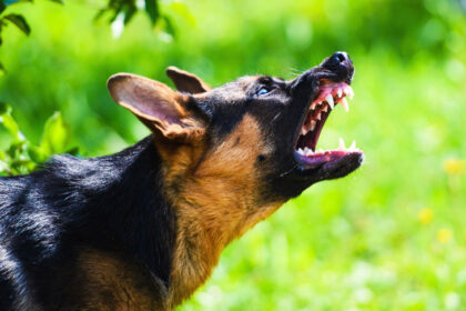 Professional Dog Trainers Program - Aggression