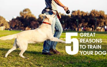 5 GREAT REASONS TO TRAIN YOUR DOG