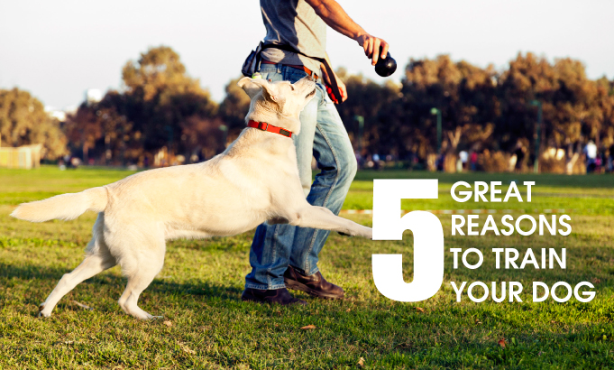 5 GREAT REASONS TO TRAIN YOUR DOG