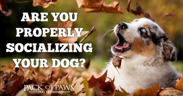 are you properly socializing your dog?