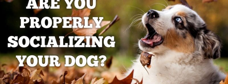 are you properly socializing your dog?