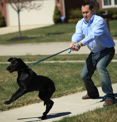 Reactive Dog – Level 1