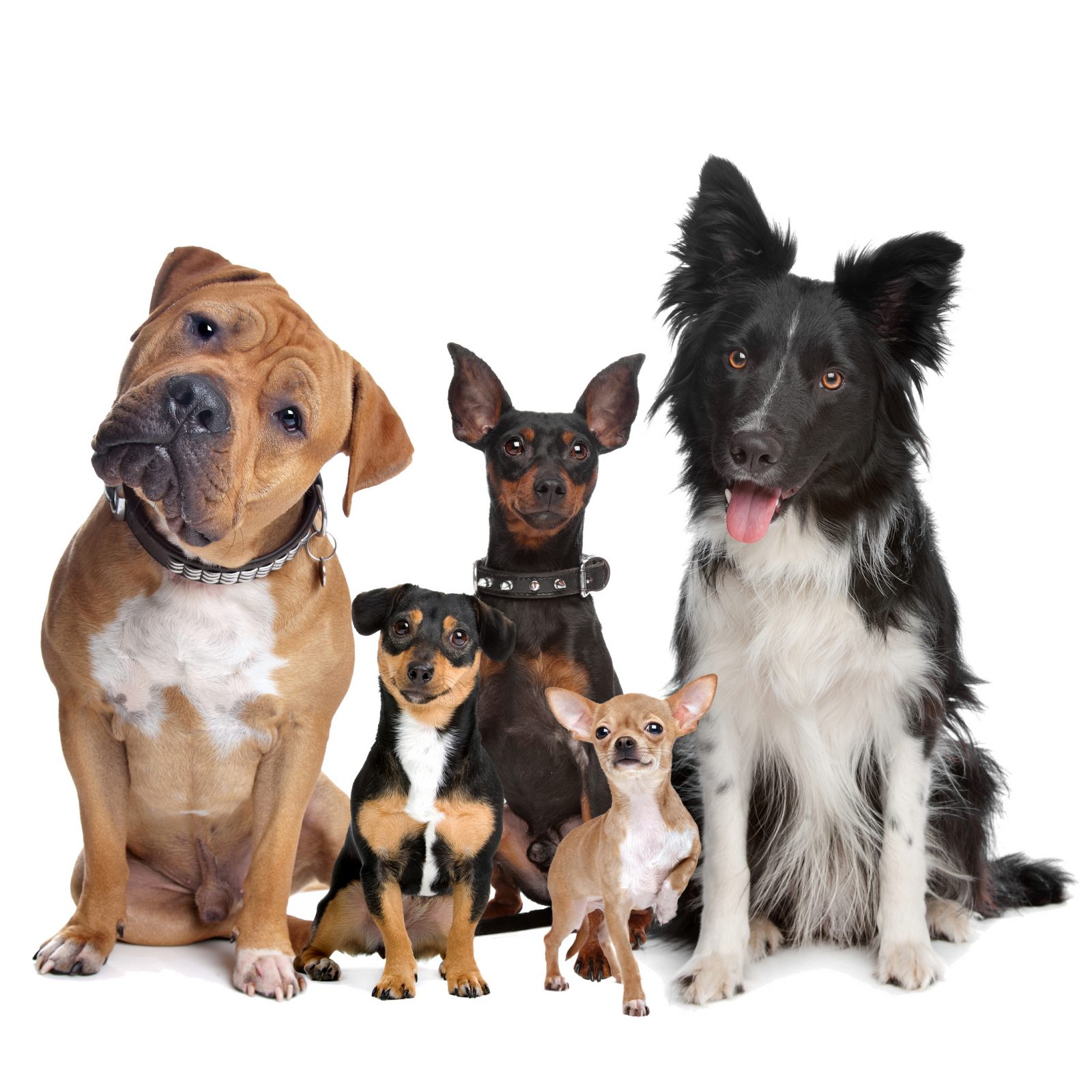 Classes / Lessons • Pack of Paws Professional Dog Training