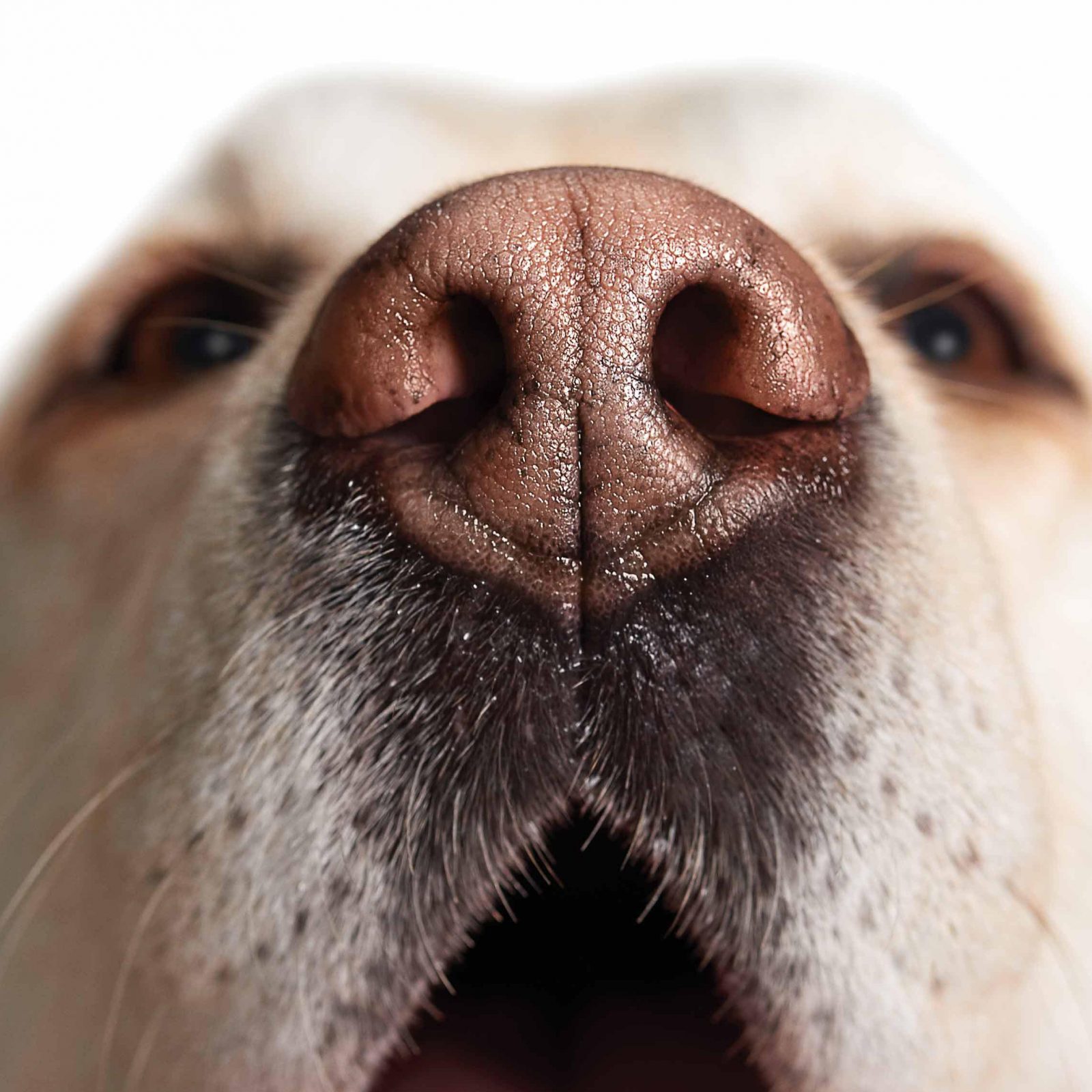 Intro to Nose Work • Pack of Paws Dog Training