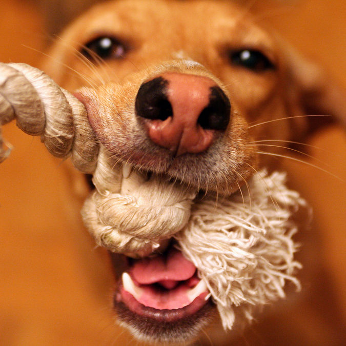 Will Work for Toys - Level 2