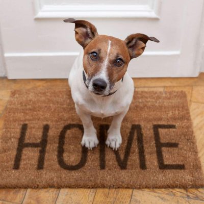 Home Boarding with a Professional Dog Trainer (Daily Rate)