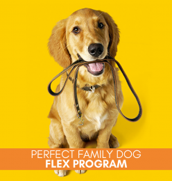 Perfect Family Dog Flex-Pass Program