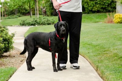 Reactive Dog – Level 3