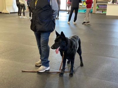 Obedience – Advanced - Off Leash Prep and Activities