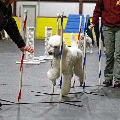 Agility Workshop - Weaves & Contacts