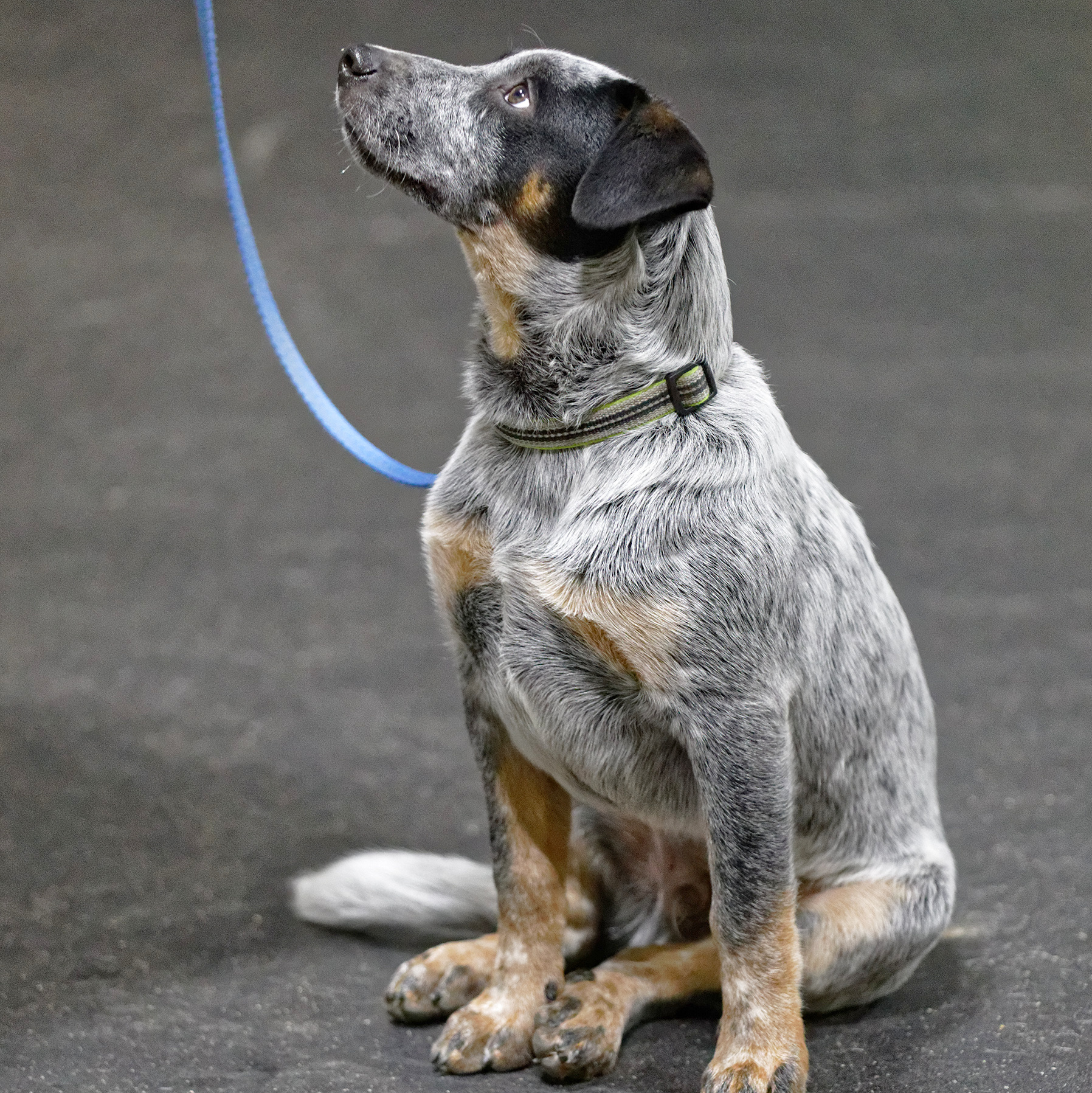 Agility Workshop - Impulse Control & Engagement Games