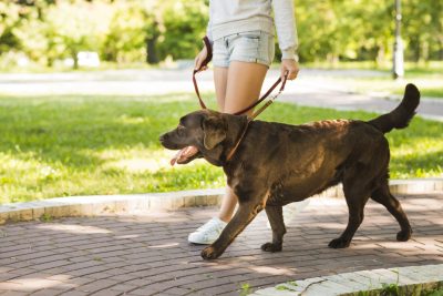 Leash Walking, Loose Heel