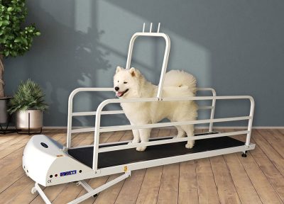 Private Treadmill Lessons for Dogs