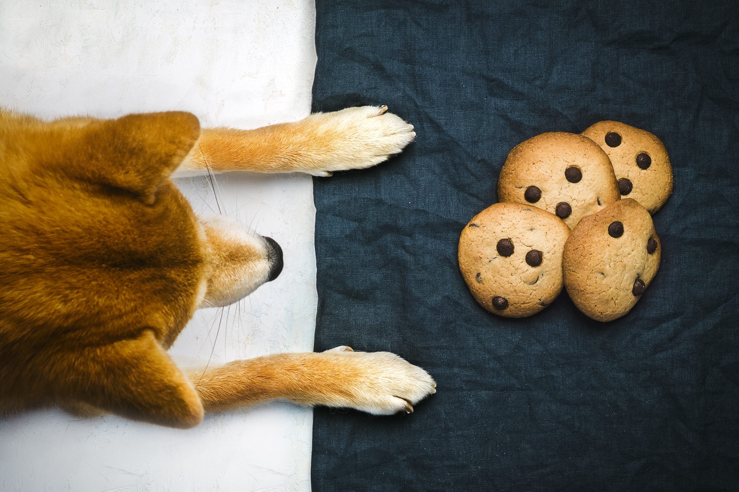 Control Unleashed - Impulse Control Class