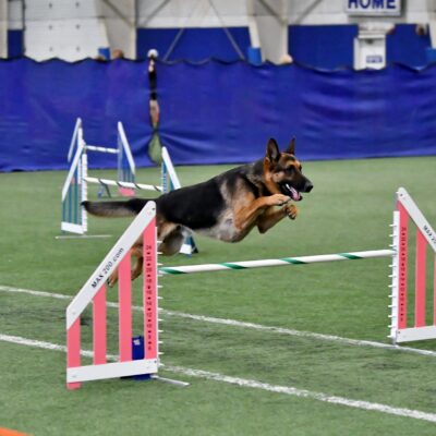 Agility - Level 1