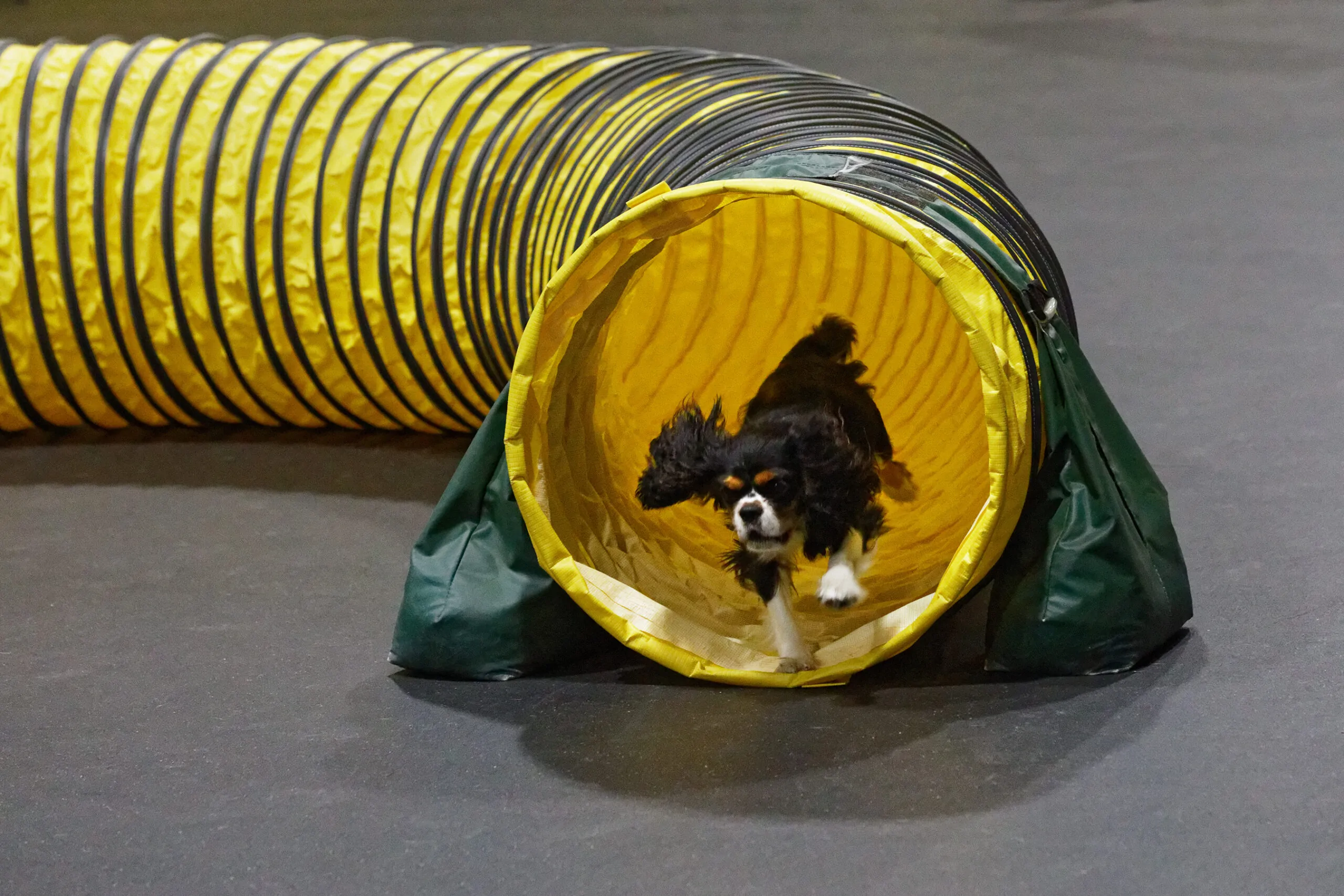 Dog Sports: Why You Should Get Involved