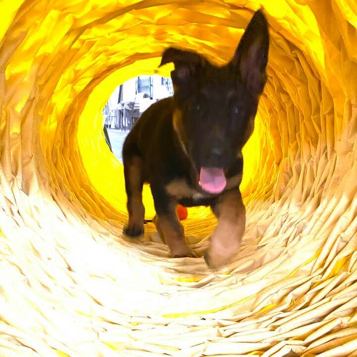 Agility Workshop - Foundation Skills for Puppies and Beginners