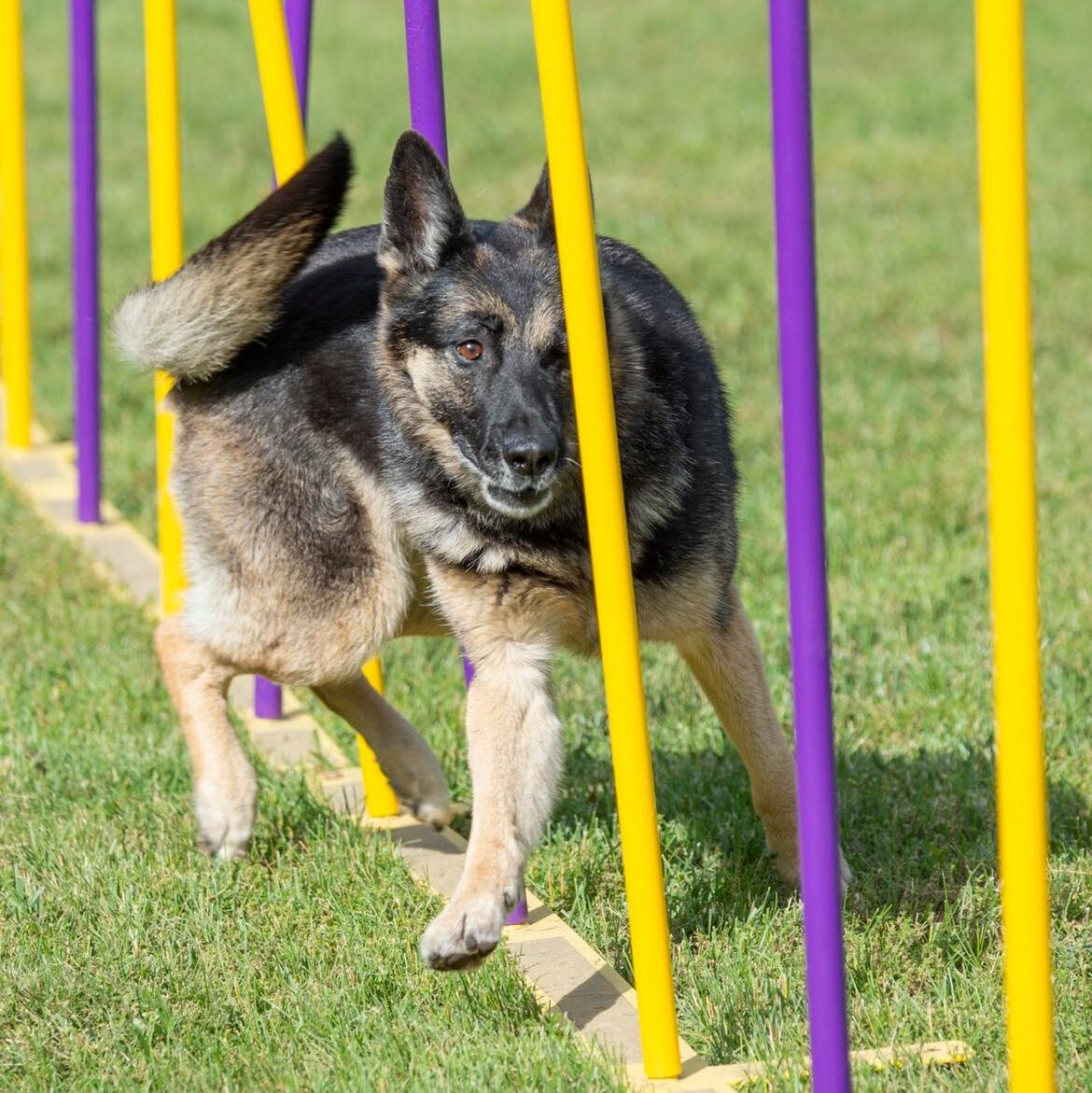 Agility Workshop - Weave Poles - Advanced