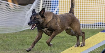 Agility Workshop - Handling & Skill Building - Beginner