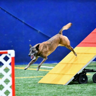 Agility - Level 2