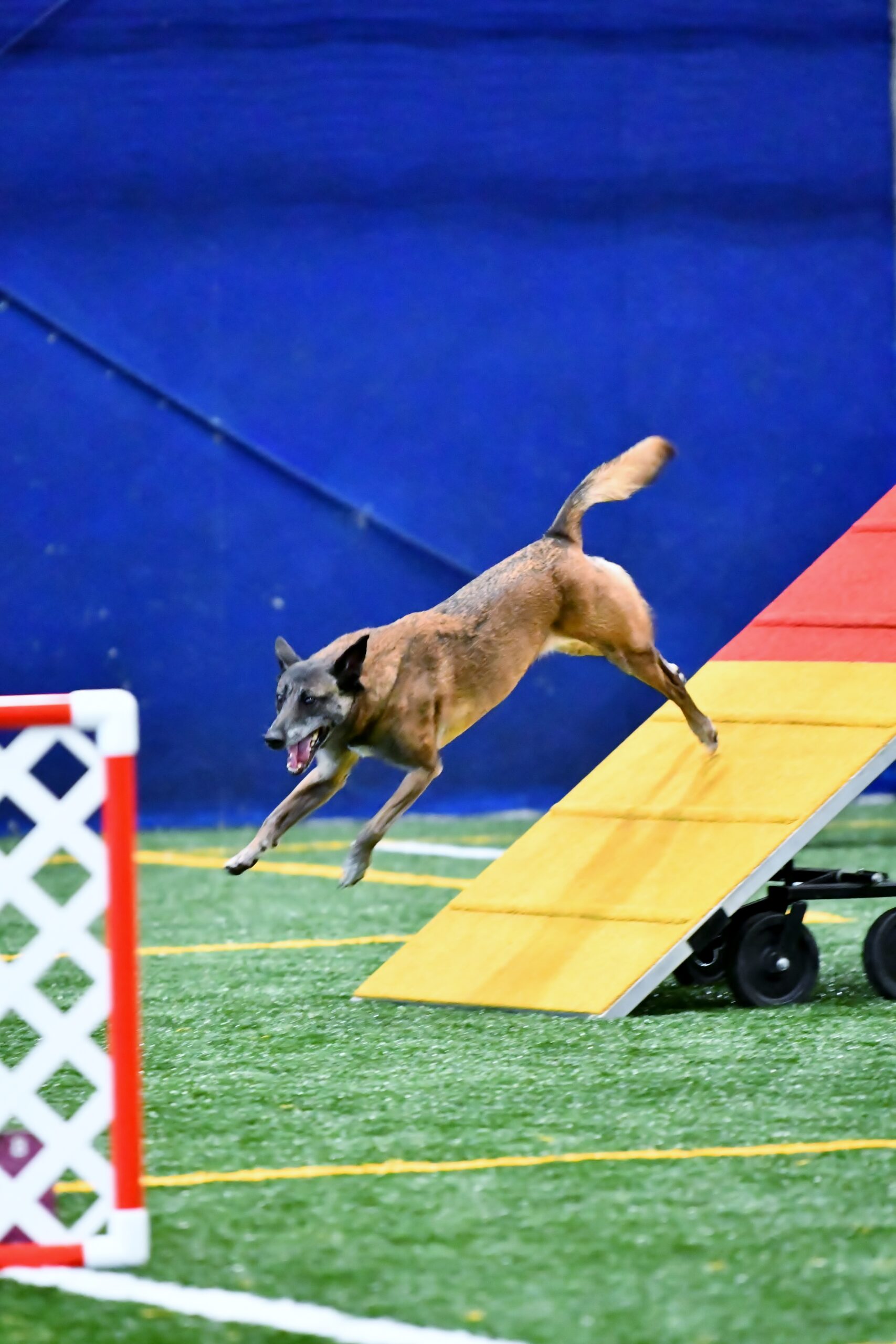 Agility - Level 2