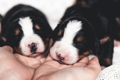 Understanding Puppy Socialization