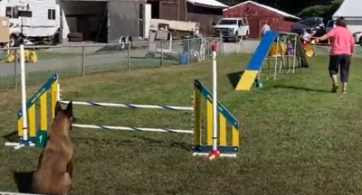 Obedience for the Agility Dog