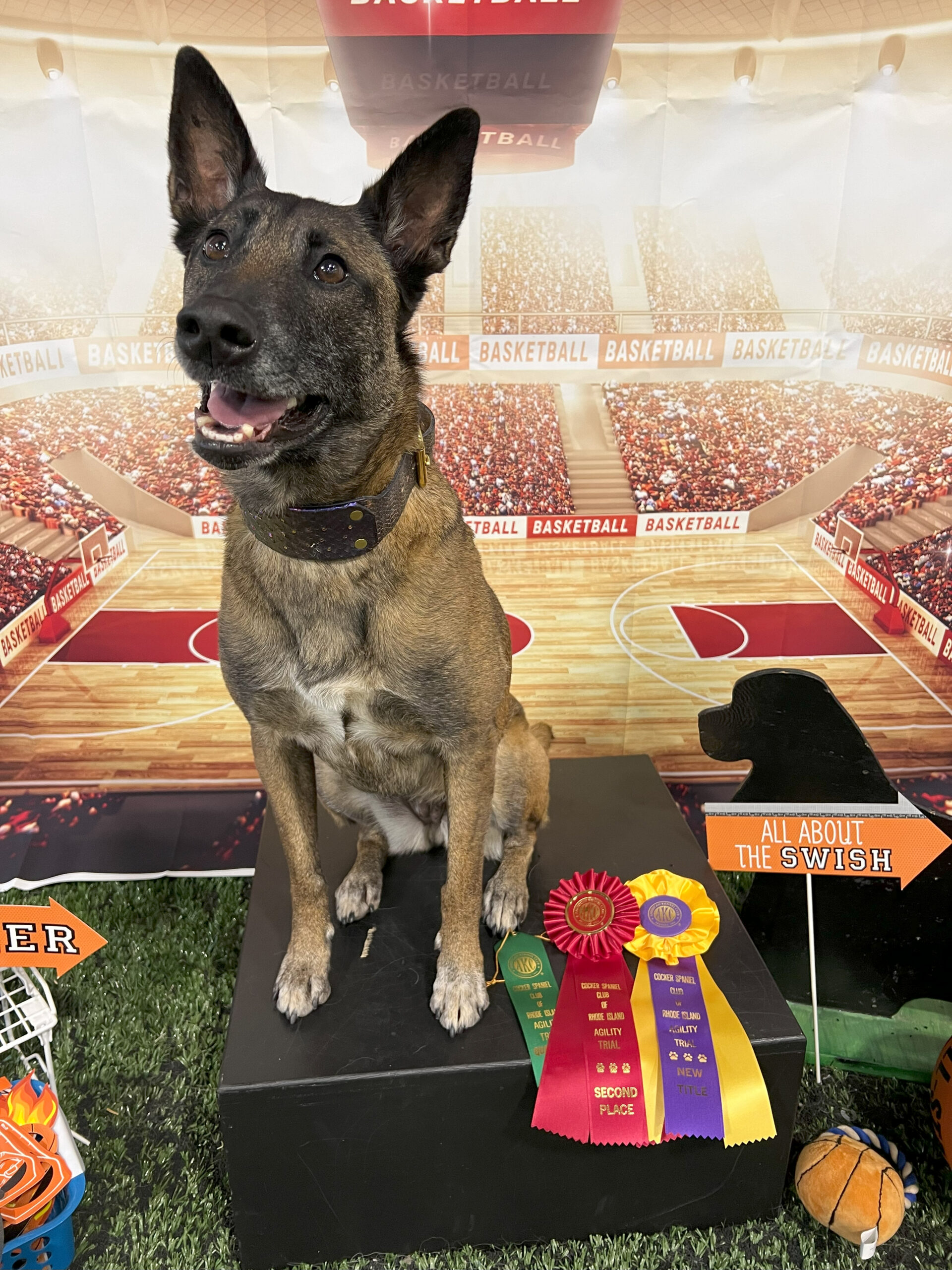 Blue Ribbon Obedience 2: Sport Dog Foundation Class