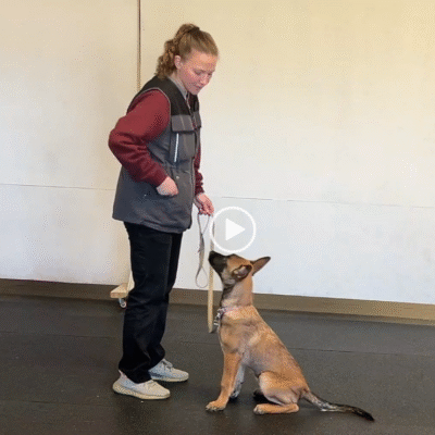 Getting Started with Your New Dog (Video Lessons)