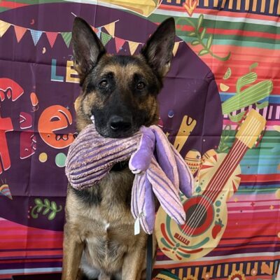 Using PLAY! as Training Rewards