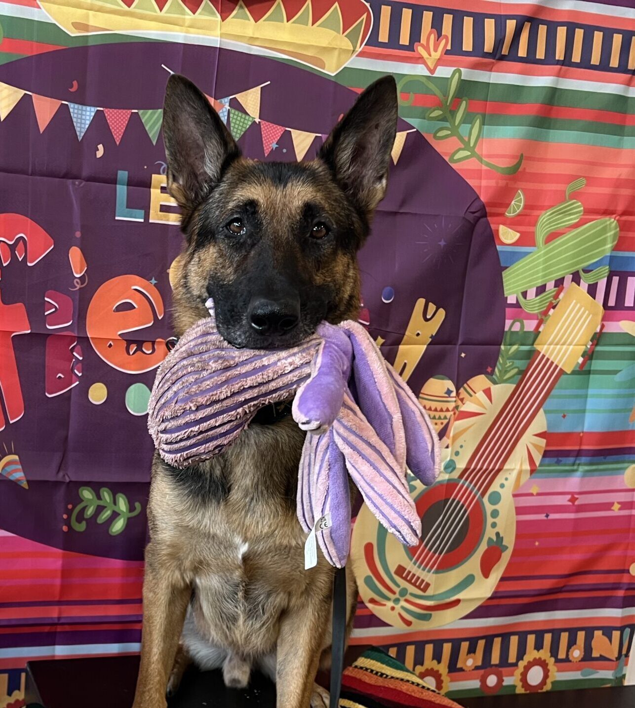 Using PLAY! as Training Rewards