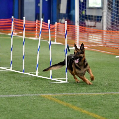 Agility Workshop - Weave Poles