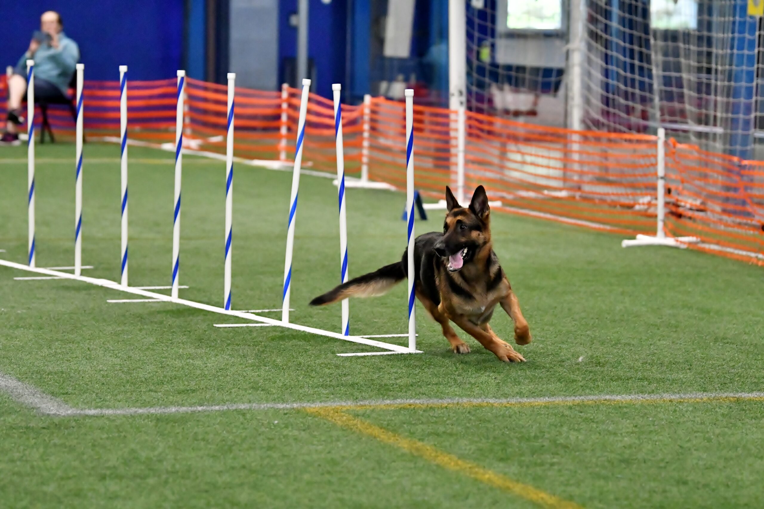 Agility Workshop - Weave Poles