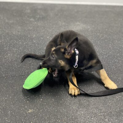 Sport Puppy Foundations Workshop